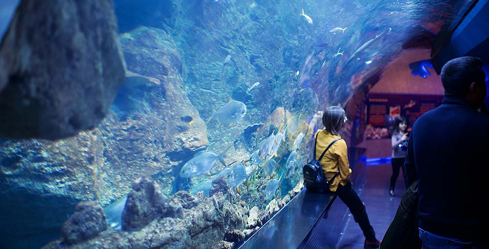 Discover and Explore Ripley's Aquarium at Gatlinburg