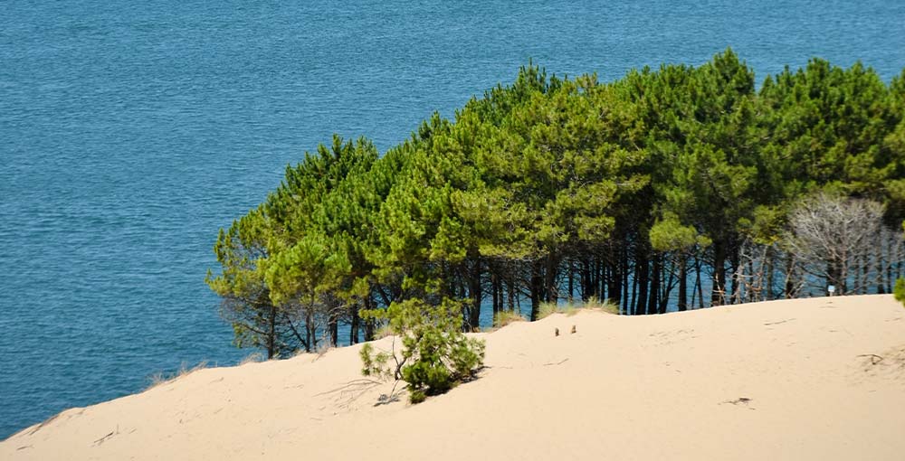 Arcachon Basin in spring: Where coastal splendor blossoms, unveiling the natural beauty and tranquil allure of this captivating destination.