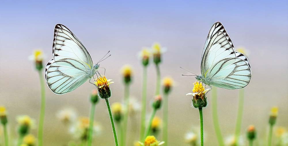 Enjoy a Delightful Time at the Gainesville Butterfly Museum