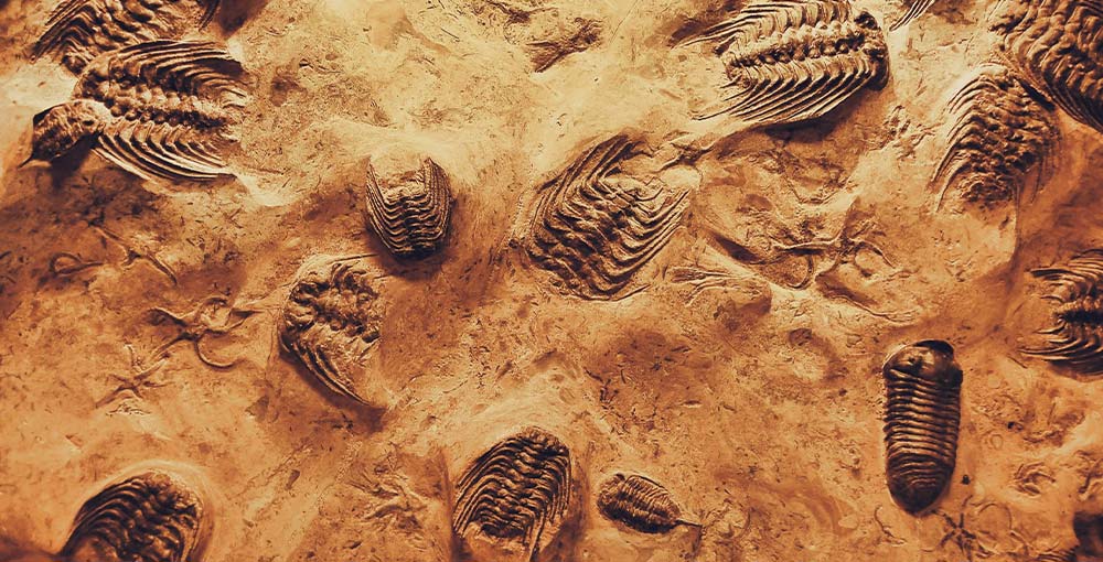 Embark on a Fossil Expedition at Fish Dig Quarry: Unearth Prehistoric Treasures Beneath