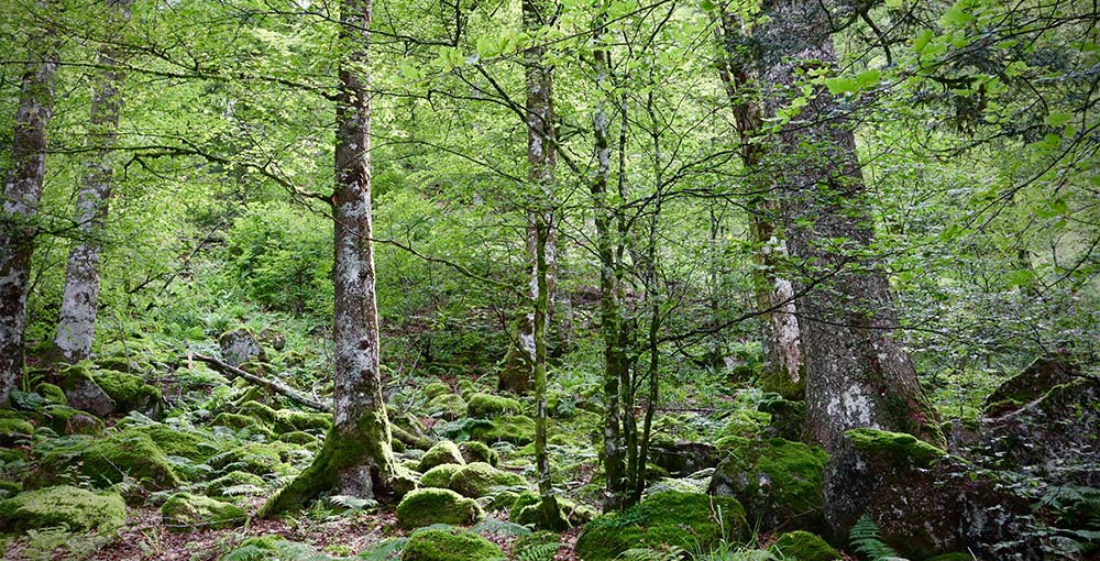 Hikers exploring the tranquil beauty of Henry's Woods on a crisp autumn day.