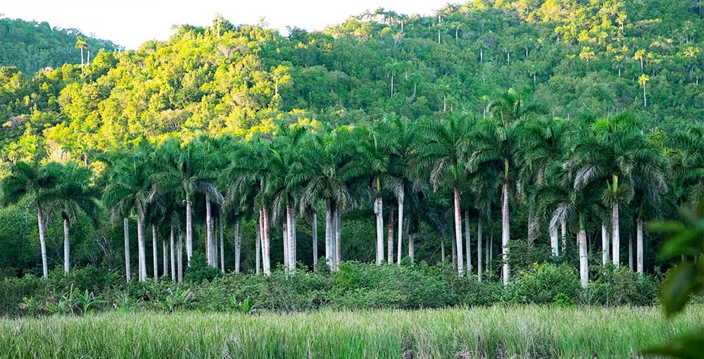 enjoy a day trip at Las Terrazas: Nature's Retreat