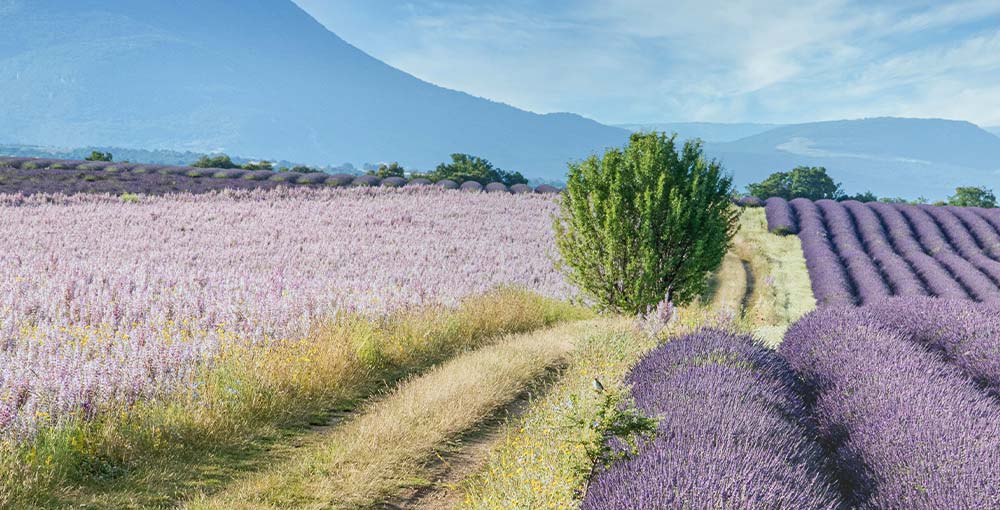 Provence Unveiled: Embark on a journey of nature, history, and culinary adventures, discovering the timeless charm and vibrant culture of this enchanting region.