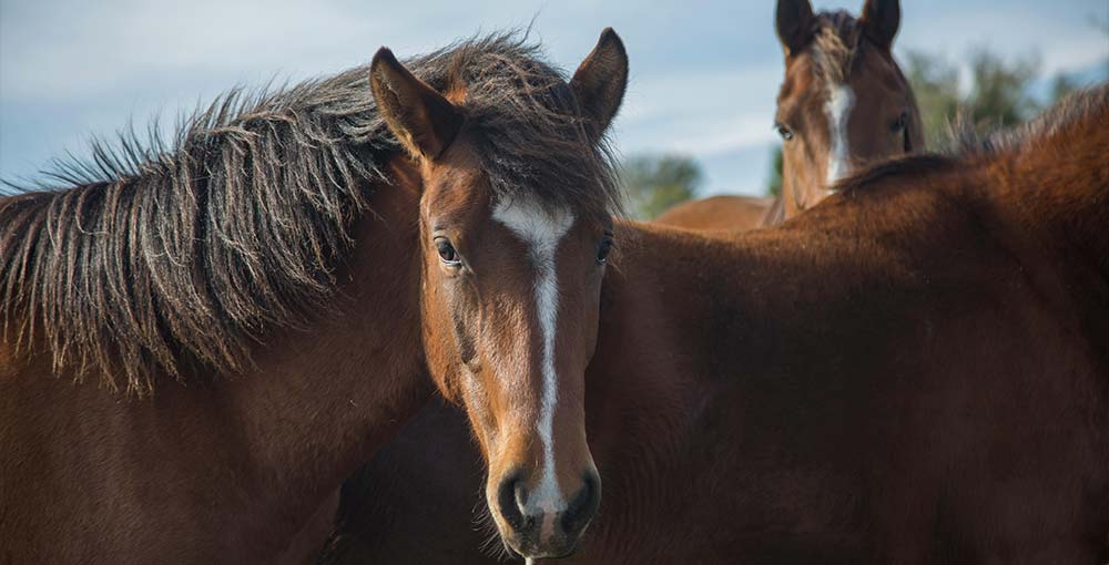 Wild Horse Island: Nature's Playground on Flathead Lake