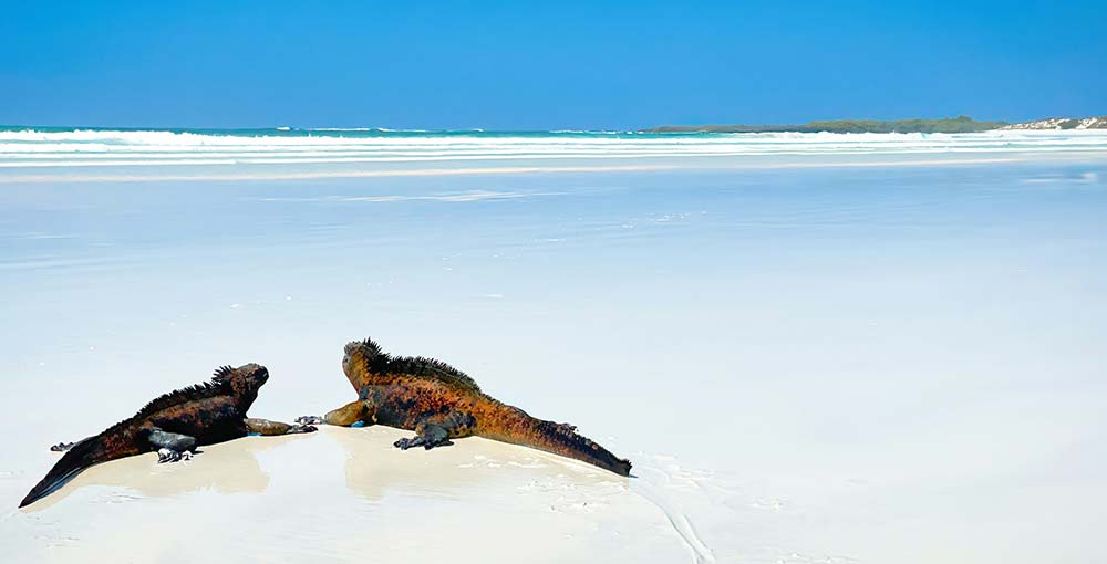 Photo of Tortuga Bay, Santa Cruz Island, Galapagos