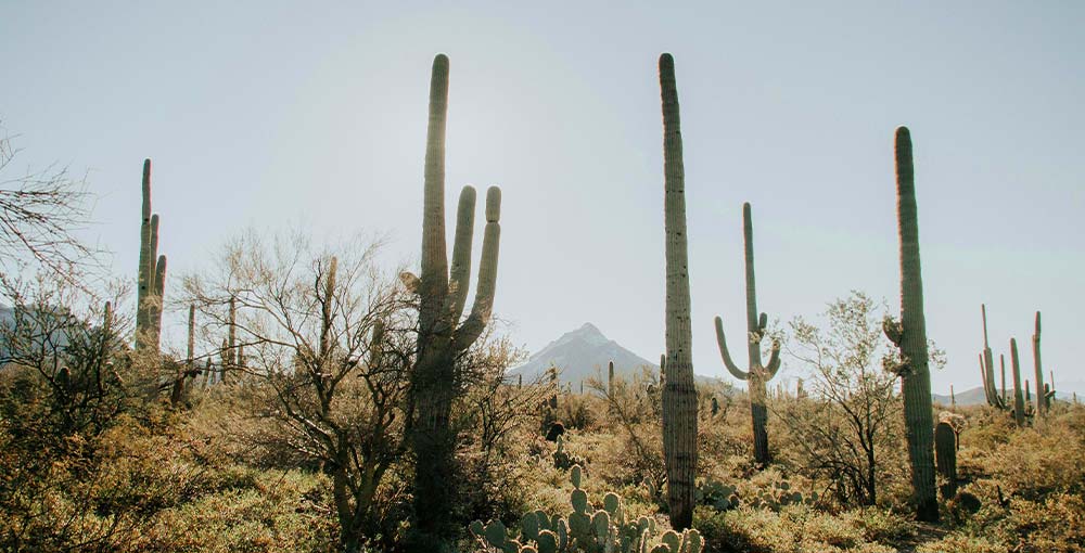 Scenic Cactus Forest Drive winding through Saguaro National Park, showcasing majestic saguaro cacti and stunning desert landscapes along the route.