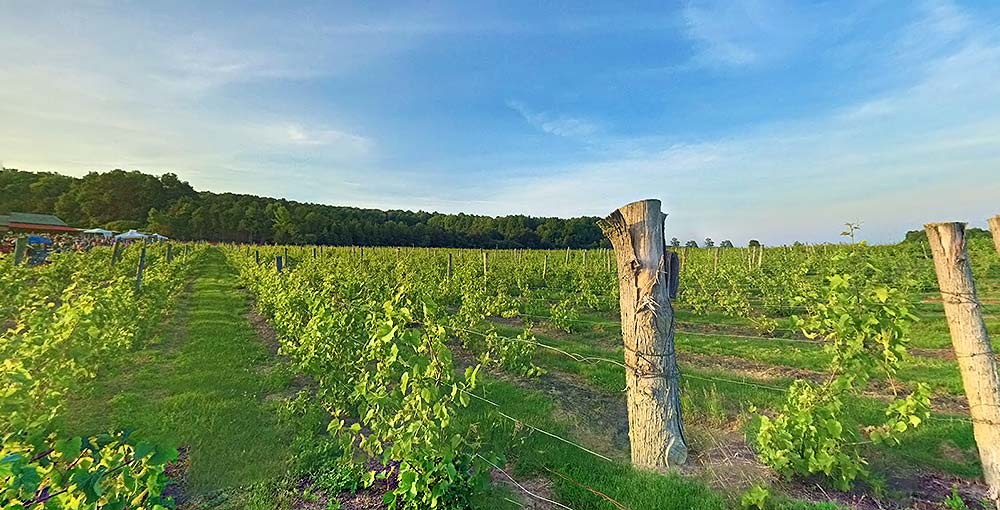 Savor Local Delights: Wine Tasting at Lake Champlain's Vineyards