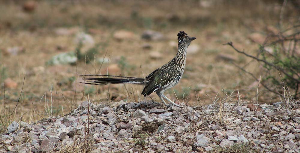 A roadrunner perched on a desert rock, showcasing its distinctive plumage and long tail in a natural desert setting.