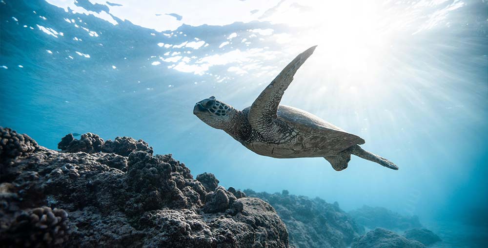 Sea-turtle swimming underwater at Bartolome Island, Galapagos