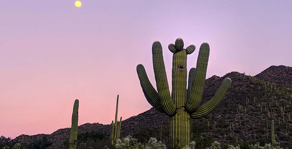 A stunning desert sunset with silhouetted saguaro cacti against a vibrant sky, showcasing the beauty of the desert landscape.