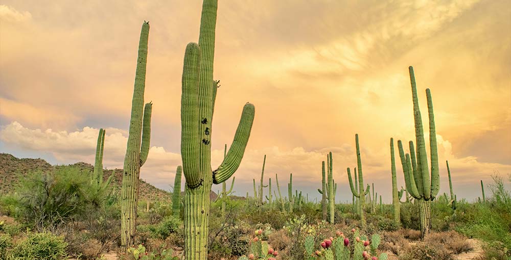 Top 30 Exciting Things to do at Saguaro National Park