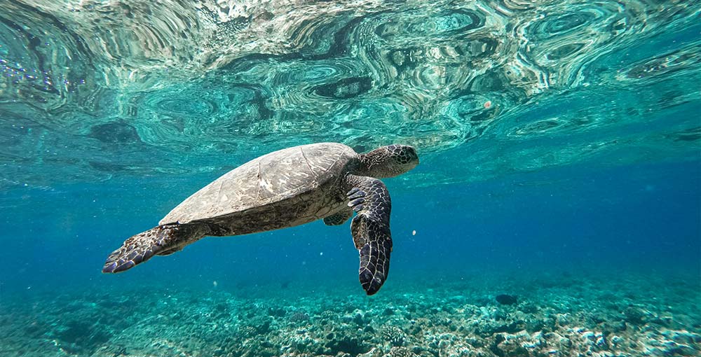 Embark on an adventure at the Karen Beasley Sea Turtle Rescue and Rehabilitation Center!