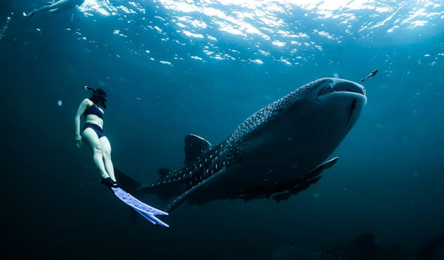 Experience Great White Sharks Up Close Shark Cage Diving in Cape Town