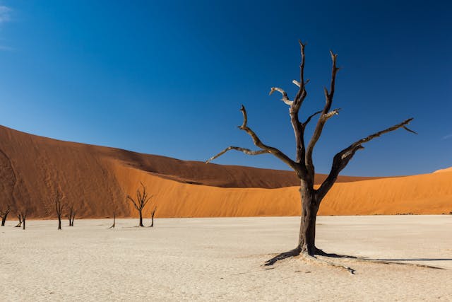 Dead Vlei, Namibia