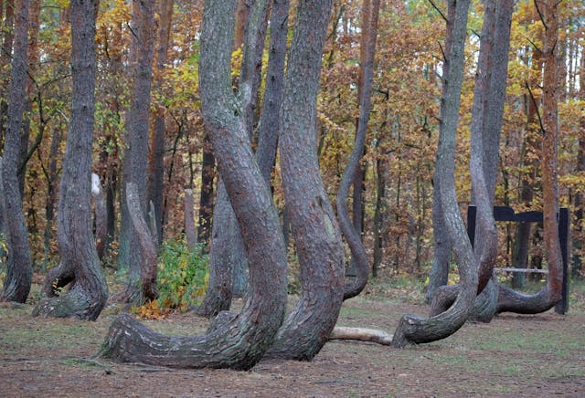 The Crooked Forest, Poland