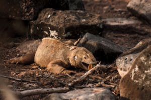 Explore the Galápagos Islands