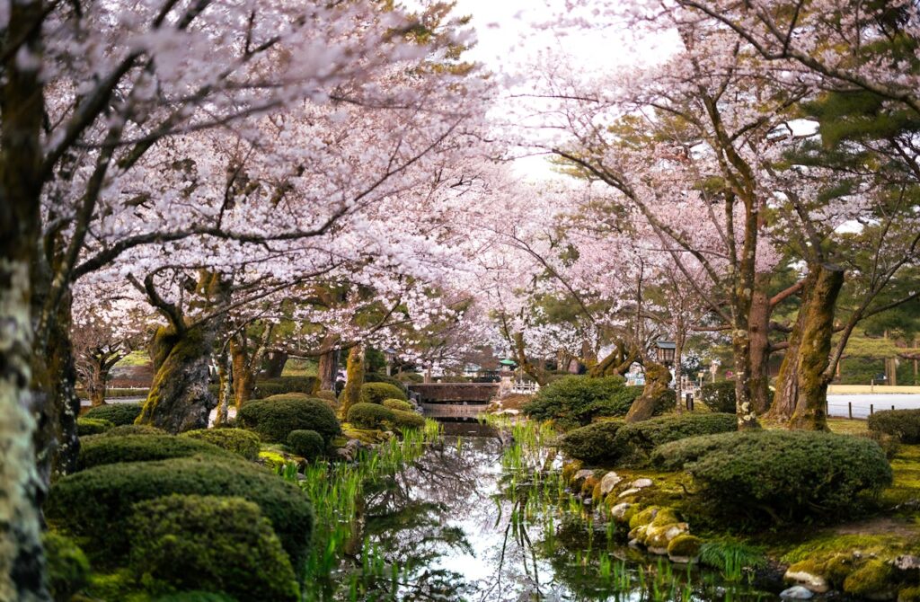 photo of Kyoto Japan Cherry Blossoms