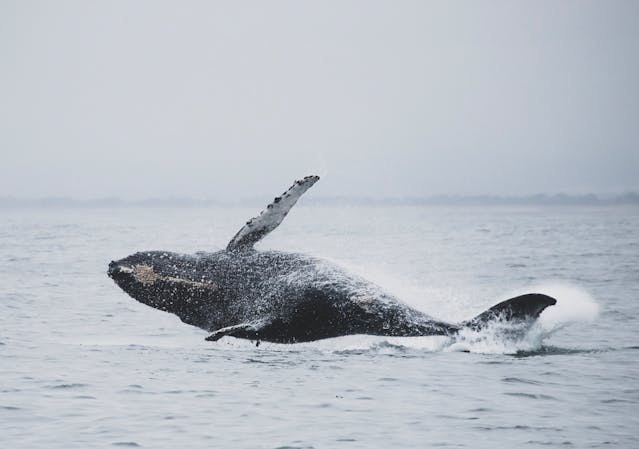 Go Whale Watching in Puerto López